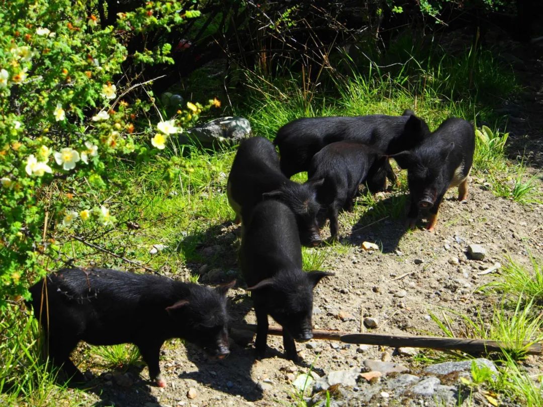 洛克徒步木里到稻城翻的是哪座山,秘境四川甘孜