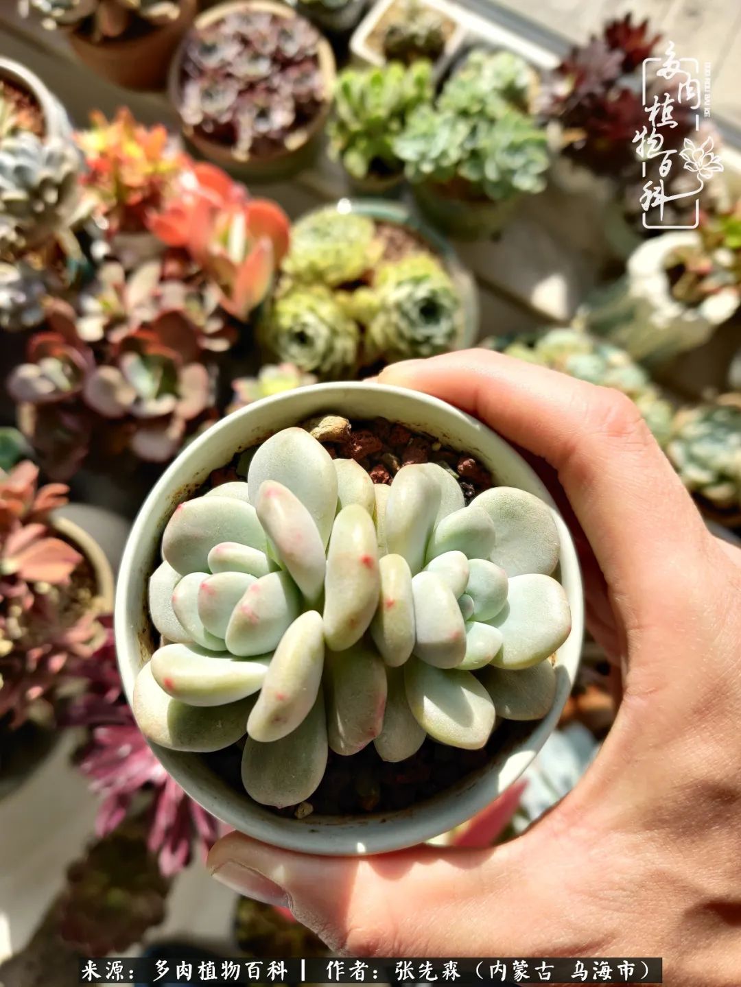 吸取教训，不断探索，英语老师的多肉碎碎念