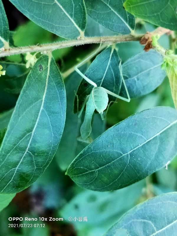 算盘子植物介绍,算盘子属于什么类型植物
