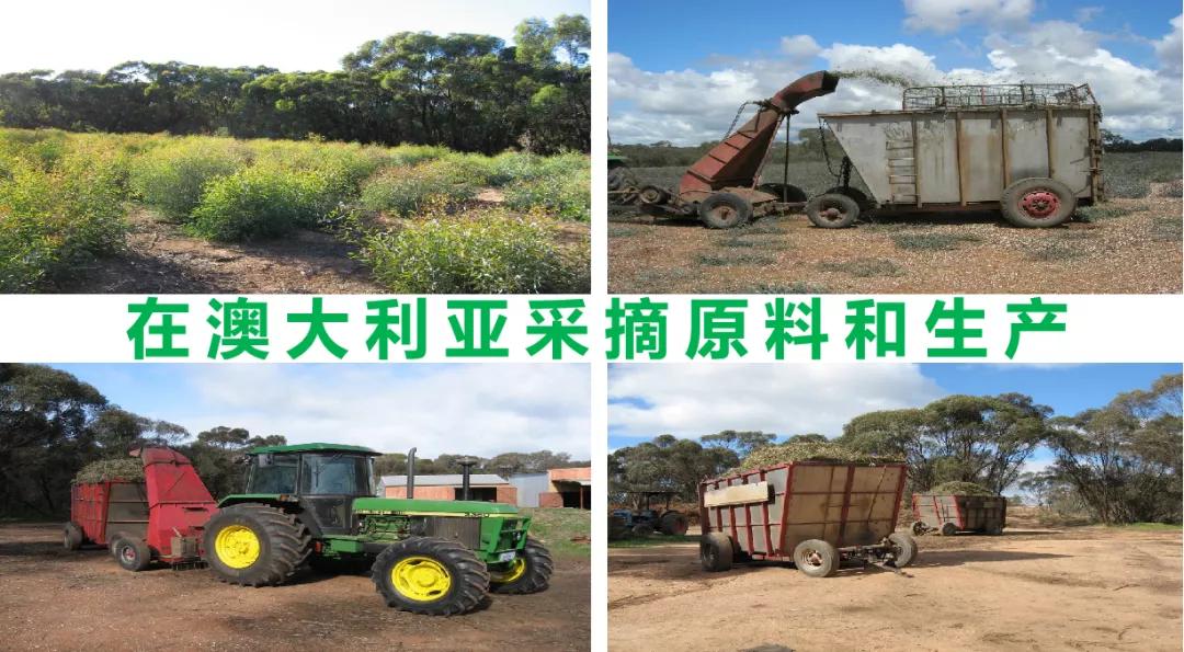 提高海参免疫力用什么产品,海参提高免疫力最快的方法