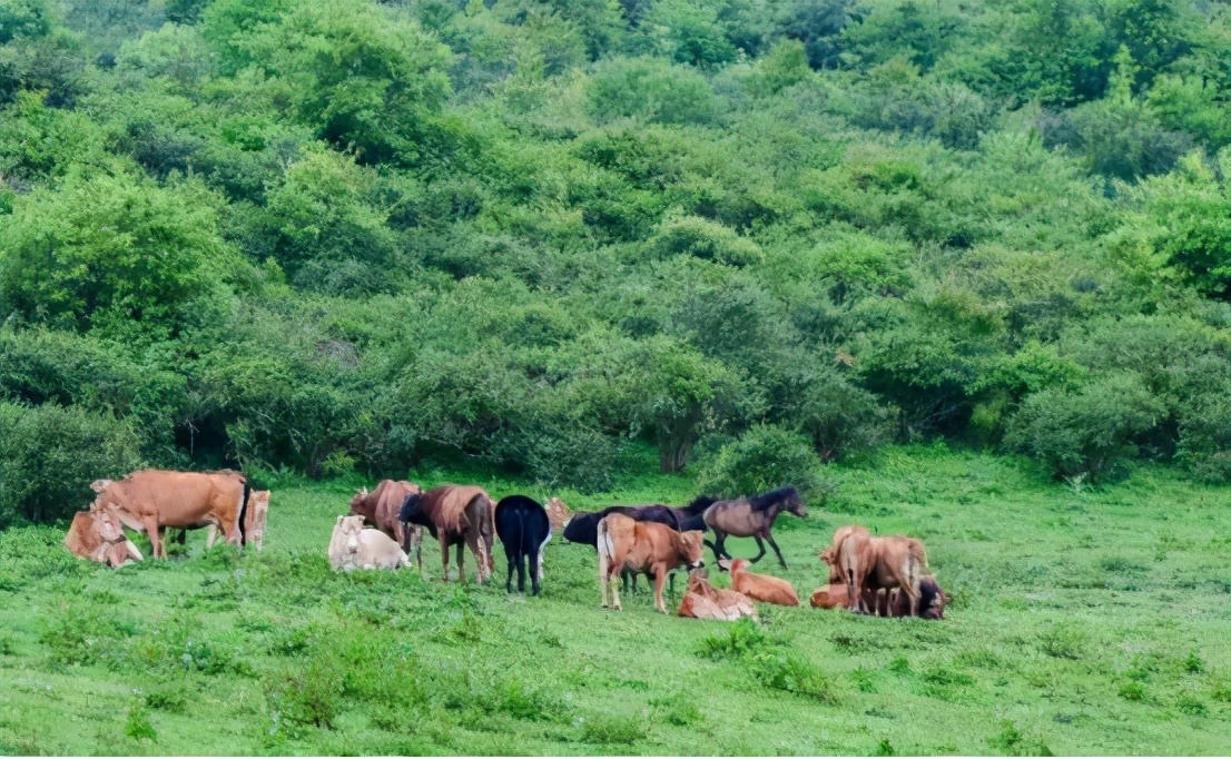 端午节景区迎来旅游小高峰,端午节青山旅游景区