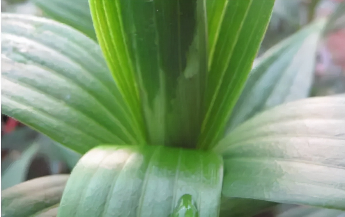 卷丹百合种球繁殖步骤图解,百合种球萌芽1厘米了怎么养护