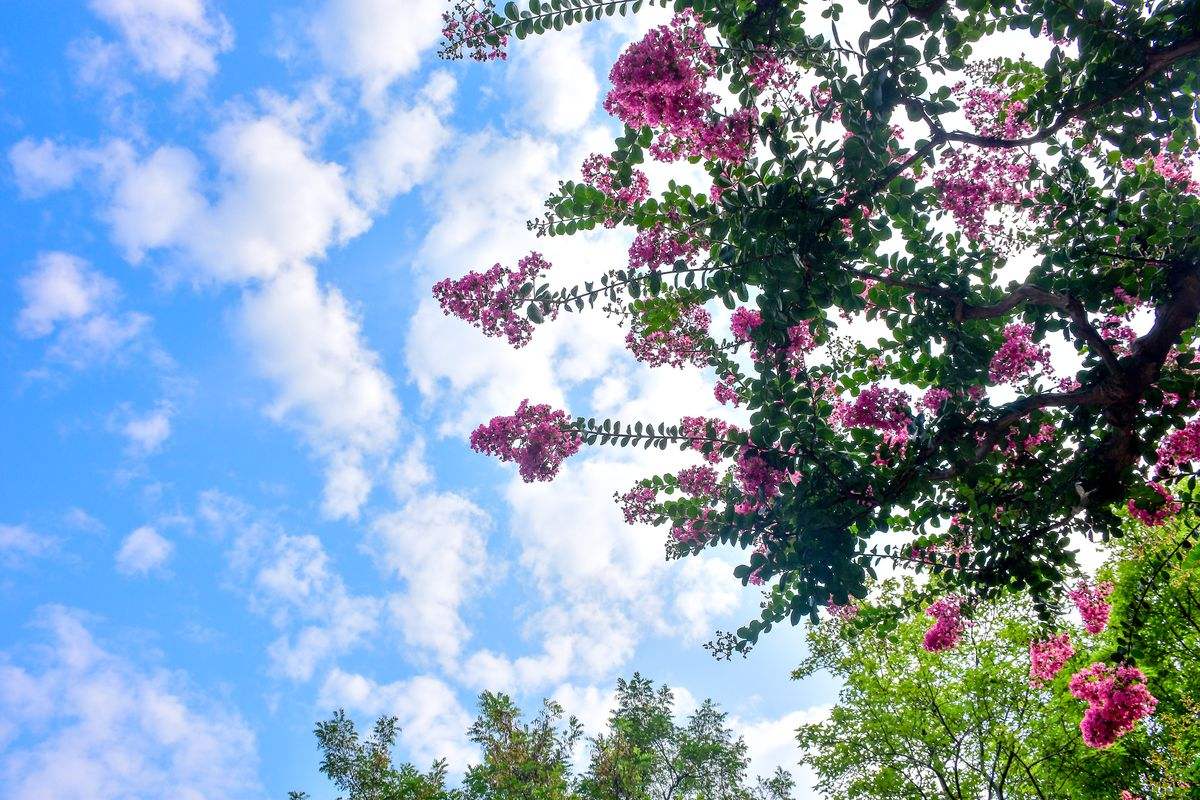 价值连城的紫薇古树,贵州千年紫薇树