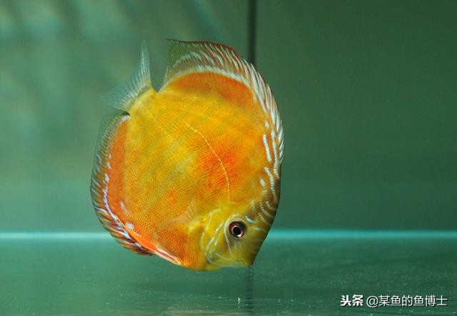 热带鱼除菌药,热带鱼寄生虫治疗