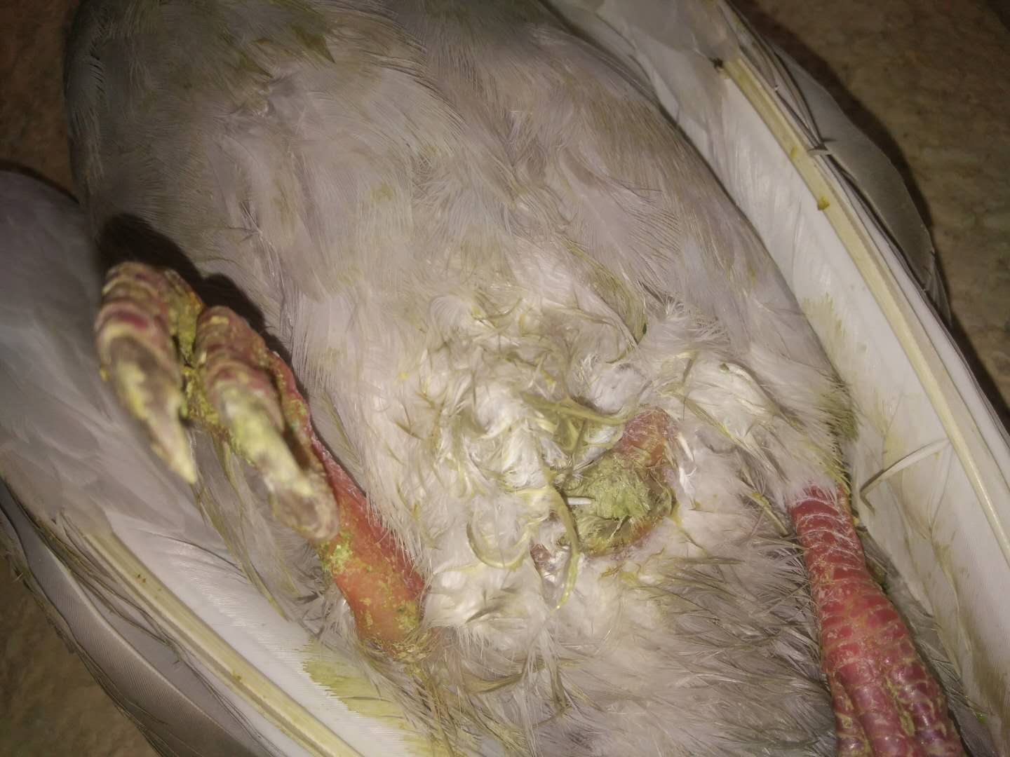 鸽子歪头拉绿水便什么原因,鸽子吃喝正常粪便正常就是歪头