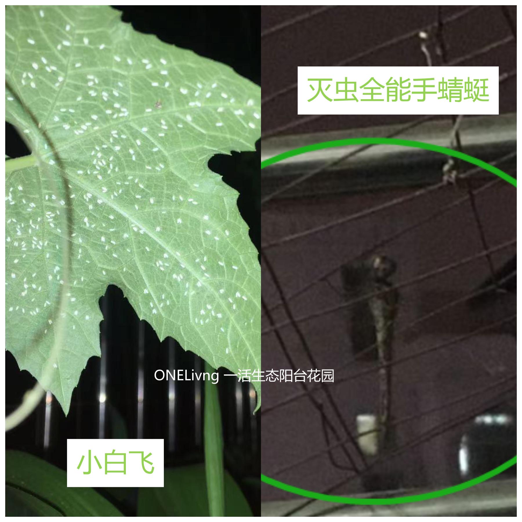 蚜虫白粉蚧,菜苗蚜虫怎么除虫最好用