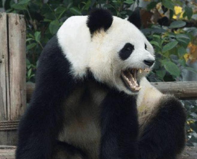 为什么熊猫没有被狮子吃掉的记载,熊猫是肉食动物为什么吃竹子