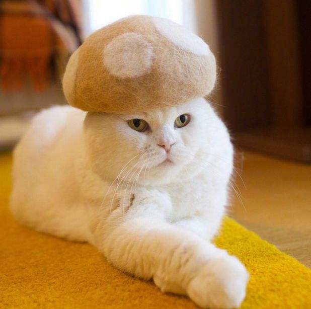 猫咪掉毛铲屎官怎么办,怎样解决猫咪掉毛非常严重的情况