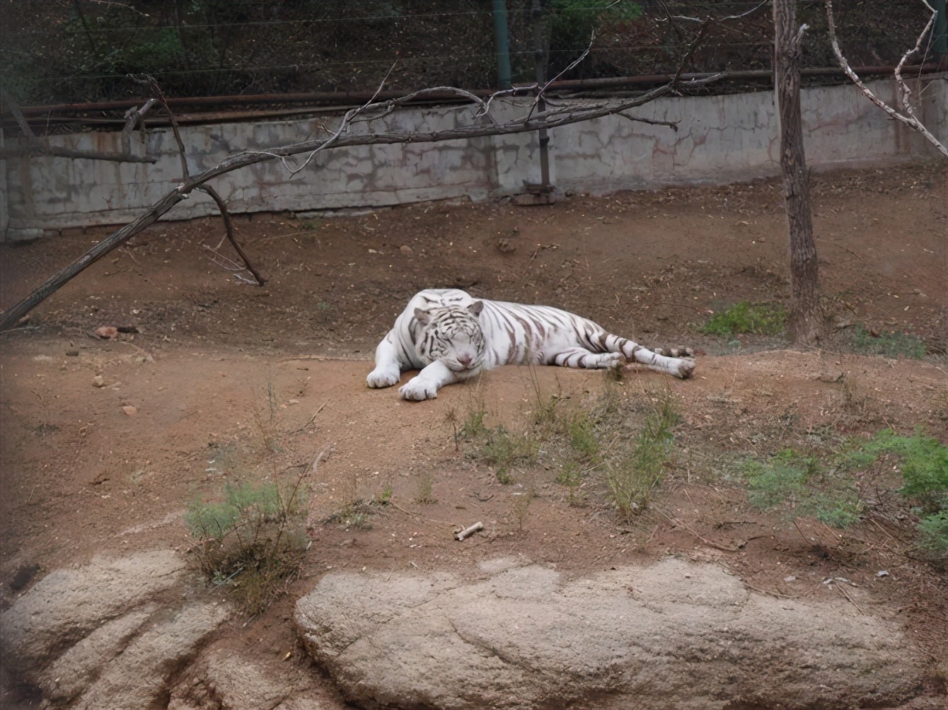 八达岭动物园观看老虎,八达岭动物园游玩