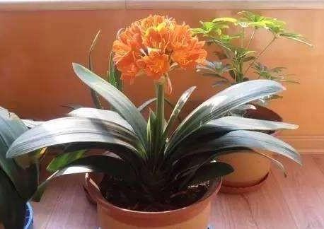 养花没有地方养该怎么办,养花没有阳光有最好的办法吗