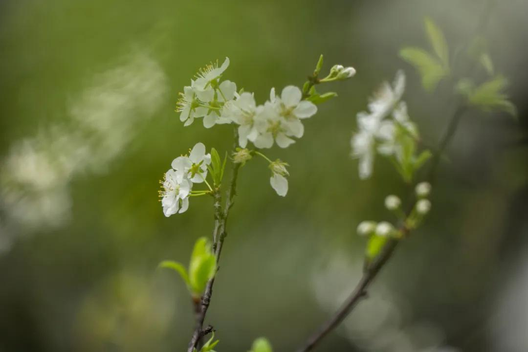 松下有哪些全幅变焦镜头,松下70-200f2.8