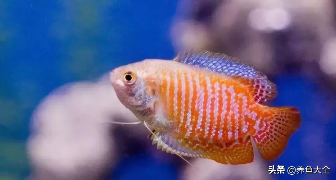 十大观赏鱼漂亮,最有价值的观赏鱼品种有哪些