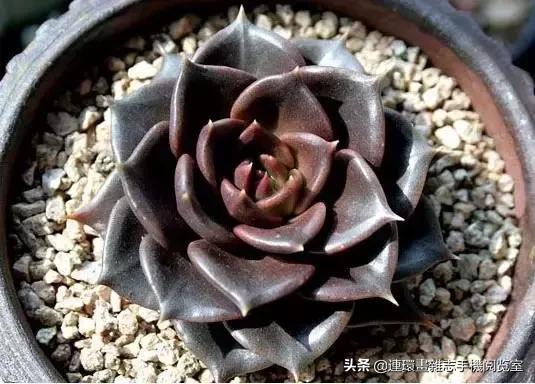 365种多肉图谱大全,365种鲜花图册大全