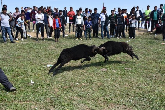 “尼牧哟莎茨”——剪羊毛节金阳彝人盛大的畜牧文化节日