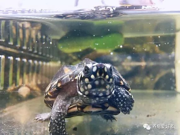 野生龟能在原地生活吗,没有野生龟会怎样