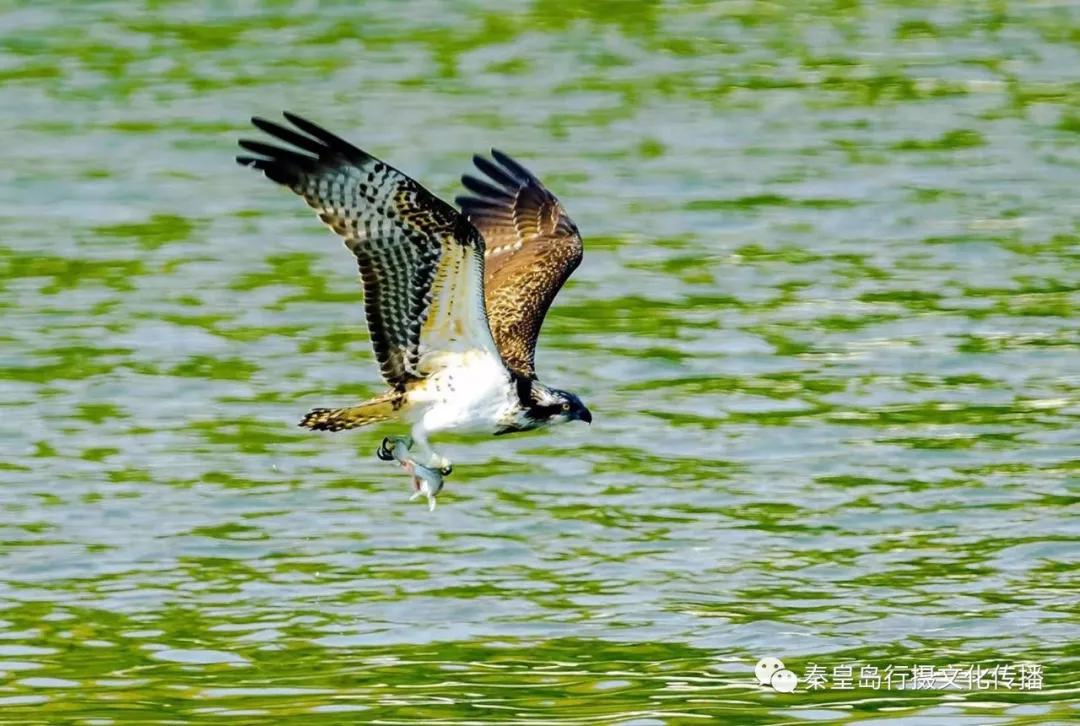 秦皇岛秋天美景,秦皇岛秋天落日和晚风