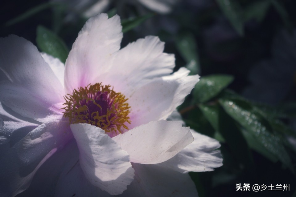 芍药花开的季节等你欣赏,芍药花开如诗如画