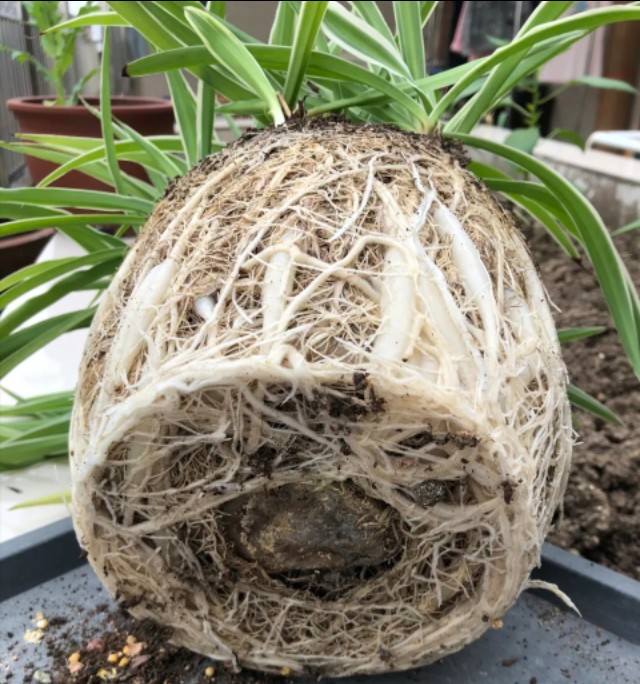 各种盆栽花卉养法,十种常见的绿植养护方法