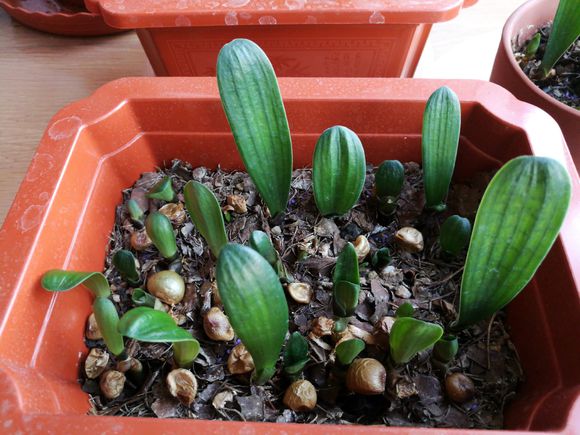 什么花卉适合用煮熟的黄豆当肥料,黄豆怎么处理给花做肥料