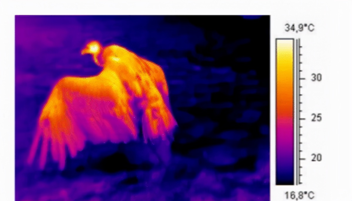雄黄粉能驱蛇吗对人畜有无危害,蛇为什么害怕雄黄粉