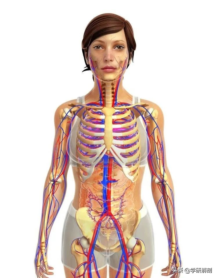 人体解剖学原理与知识,人体解剖学九大分区图