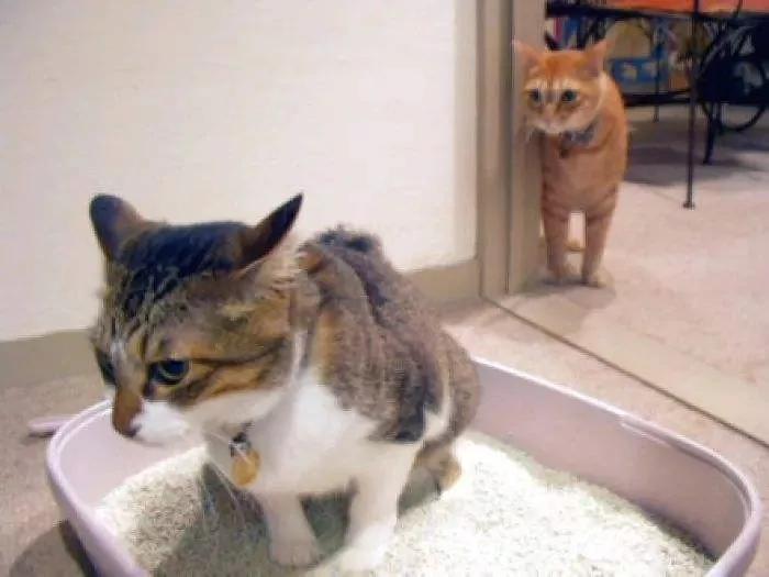 猫砂盆太脏了会导致猫咪乱尿吗,猫咪乱尿有异味怎么去除异味