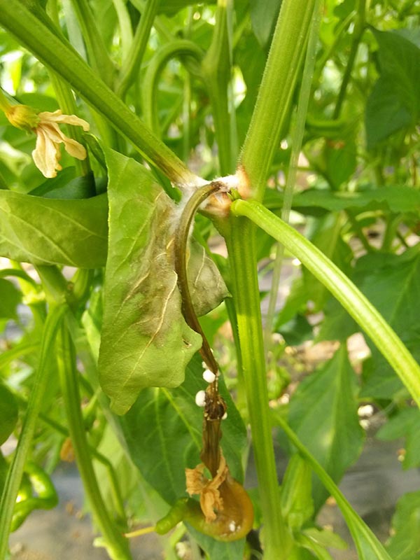 辣椒死苗烂棵的原因和防治方法，辣椒施什么水溶肥料好？