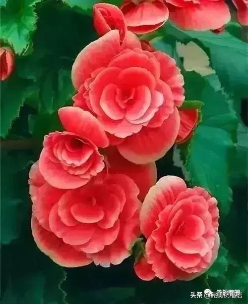 正月初九祝愿大家好运长长久久,正月初九最美好的祝福送给友友们