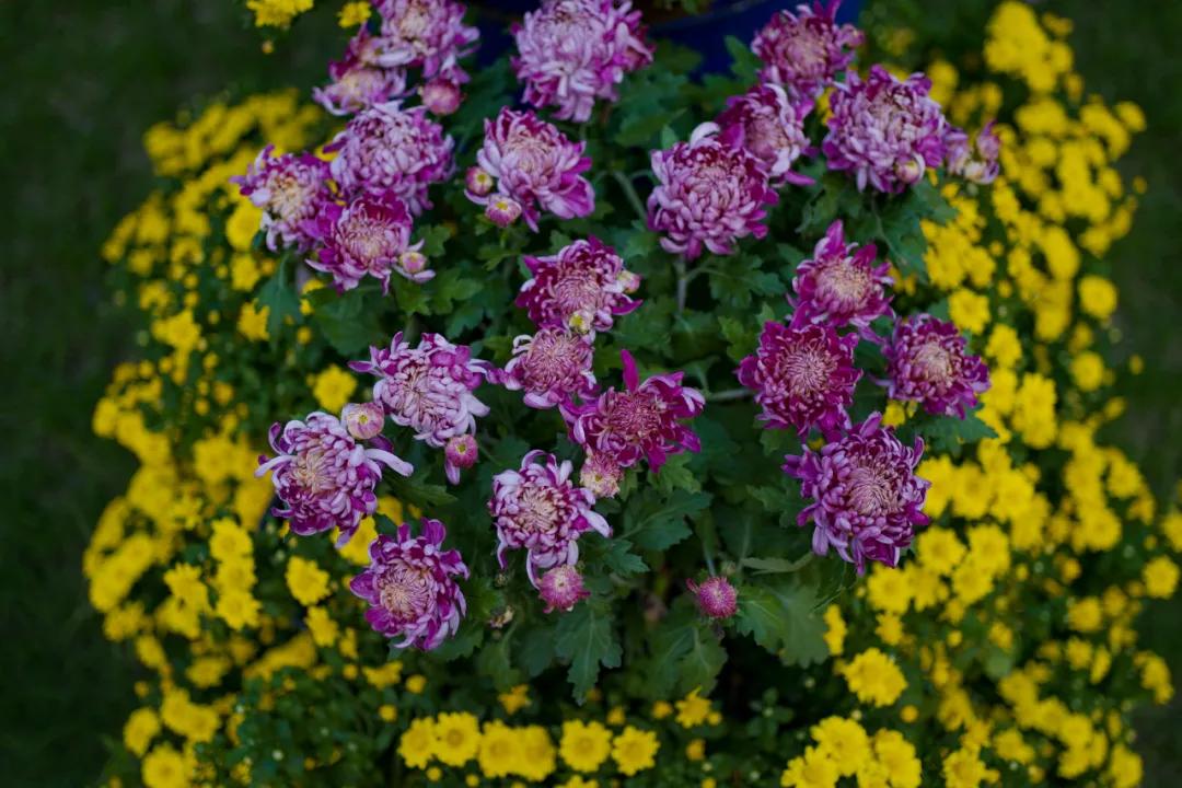 藏不住了！国庆苏州这片花海美哭了！大人小孩玩到不想走