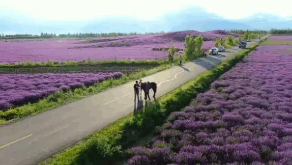 东方普罗旺斯薰衣草,伊犁的薰衣草哪个最大