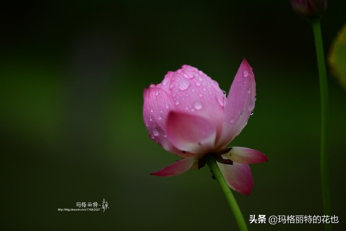 种碗莲要注意的几点,碗莲需要重复种植吗