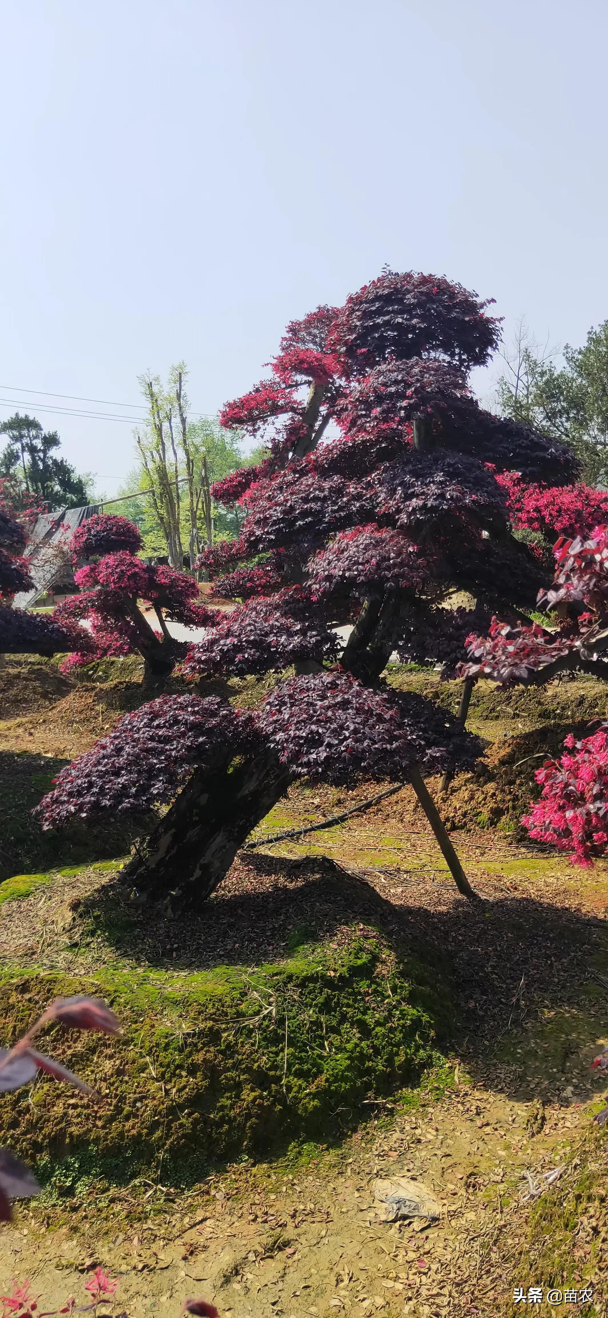 精品红花檵木老桩盆景,红花檵木球形老桩