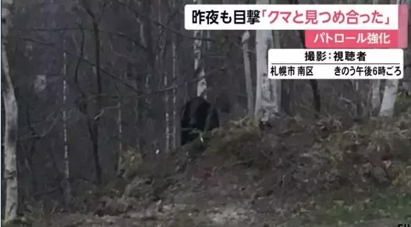 北海道市区接连两米巨熊，真实的熊出没好可怕！