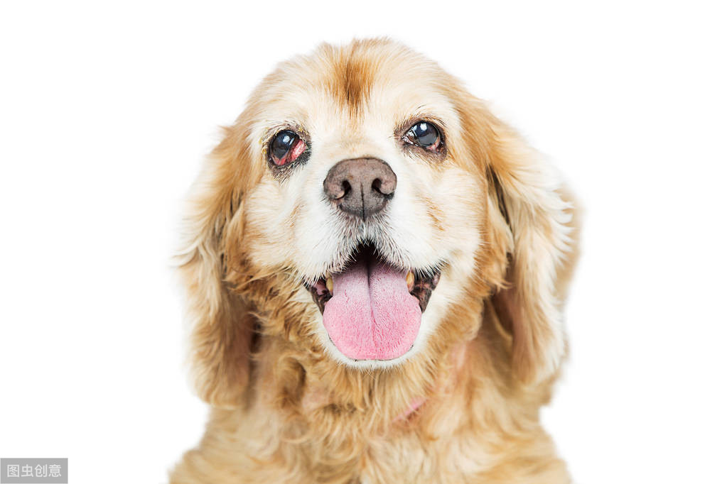 狗第三眼睑增生用什么药好,狗第三眼睑增生用眼药水能治愈吗