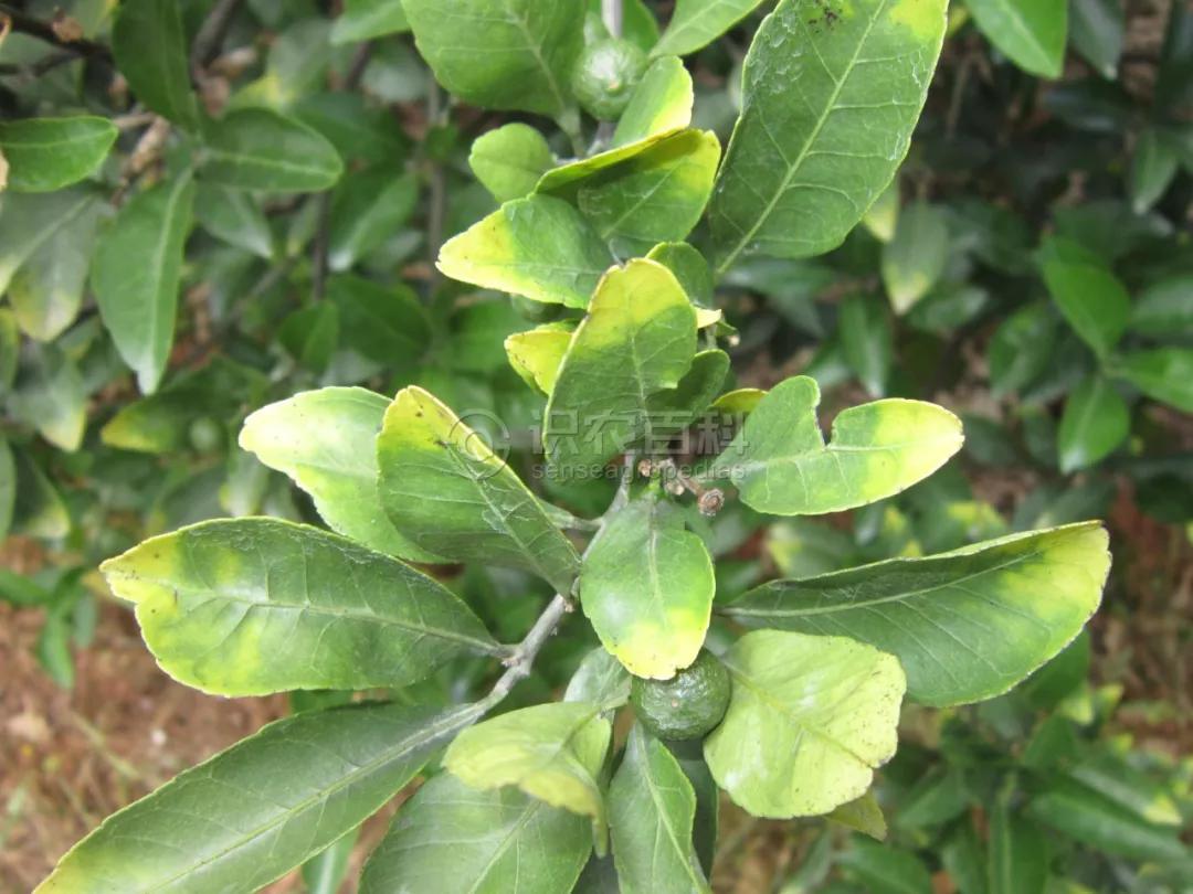 柑橘12月有什么病害虫害,柑橘全年病害虫害最新防治方法