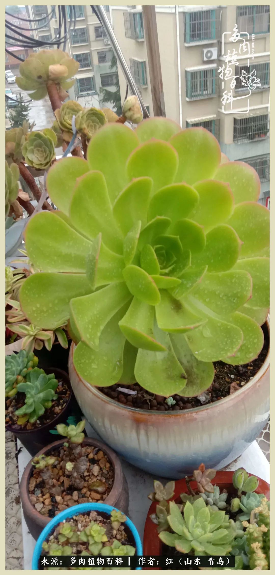 度夏多肉秋天发根,度夏坚强活下来的肉肉们