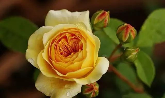 一万年一次的2020520;一起认识100种玫瑰~别送错啊