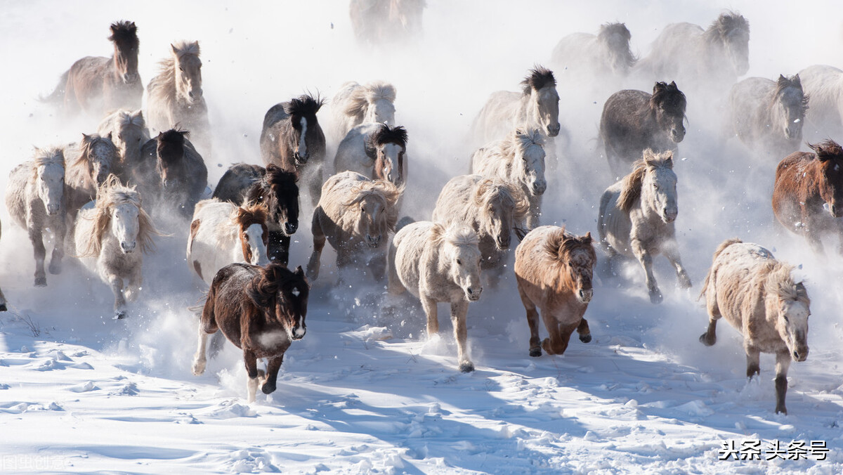 内蒙草原纯正马奶酒散装,内蒙古最有名的马奶酒