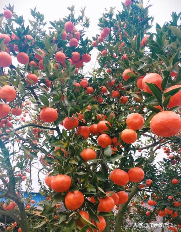 swisse血橙胶原蛋白,胶原蛋白斯维诗swisse血橙