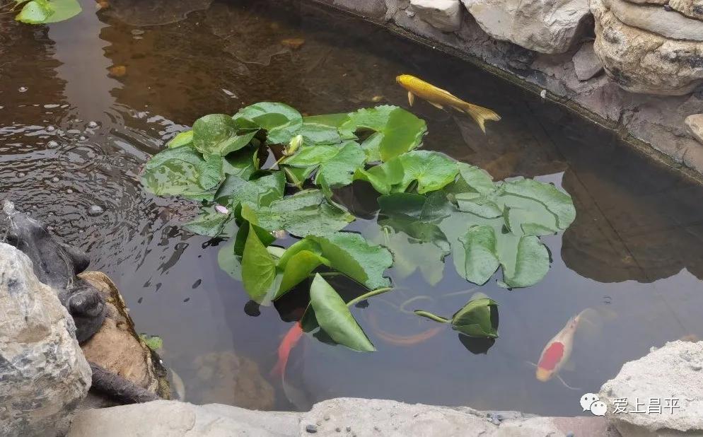 昌平民宿独立小院20人,昌平民宿小院2人情侣