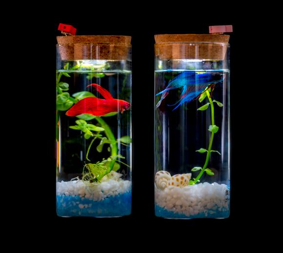 期待吧!某一天,您将在一个封闭的生态圈中自由自在的生活