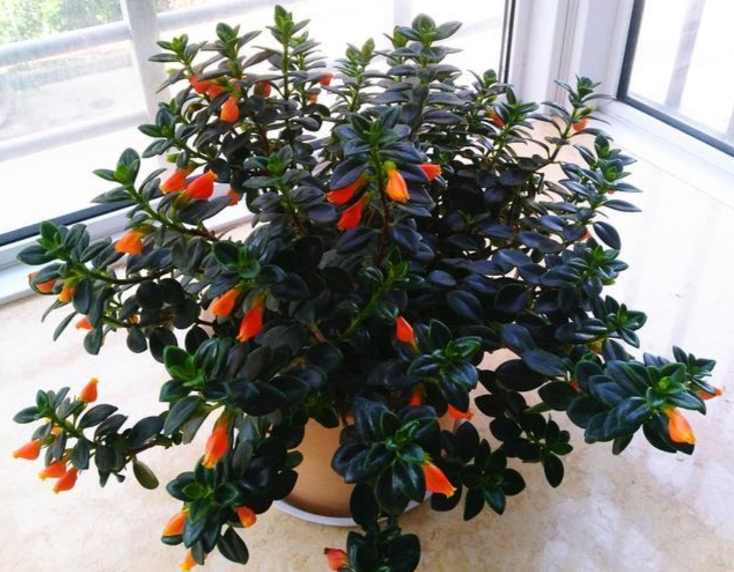 金鱼吊兰很多花苞怎么就不开花,金鱼吊兰开花期间怎么养护和浇水