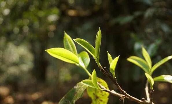 老班章茶王树现状,云南老班章村茶王树介绍