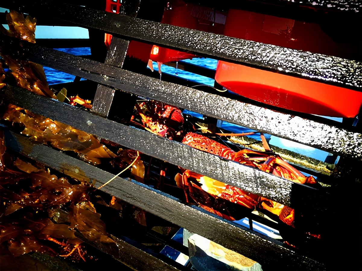 我是一个默默无闻的海钓人，但我可能吃过世界上所有的海鲜