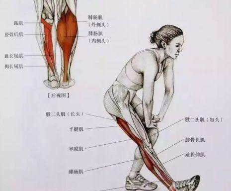 想瘦腿怎么成肌肉腿了,肌肉型小腿瘦腿最快的方法