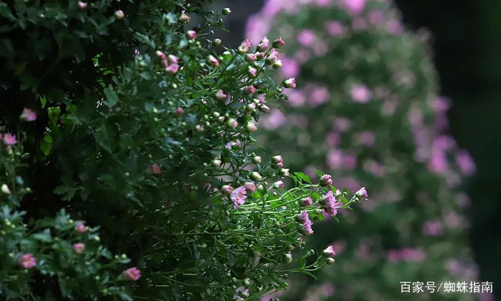 重阳节赏菊花的介绍,赏菊打卡好去处