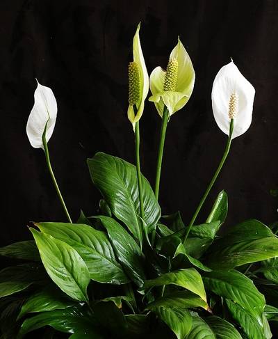 养花新手老养死花,献给那些总把花养死的人