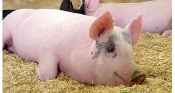 猪的脱肛是因为什么,猪脱肛前有什么症状