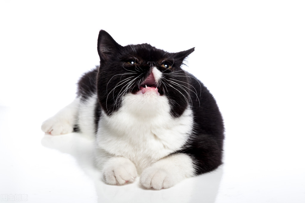 母猫便秘吃什么药好,母猫便秘拉出来血怎么办