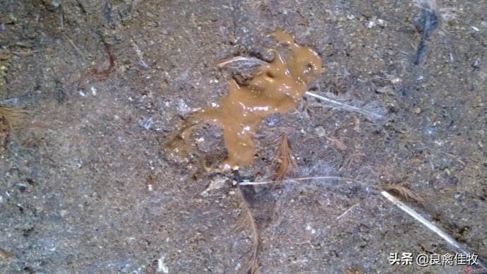 鸡肠炎引起大肠杆菌怎么治疗,鸡肠球虫最佳治疗方法